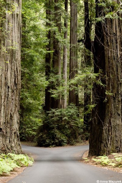 Top 10 Travel Photographs of 2015: California Redwoods