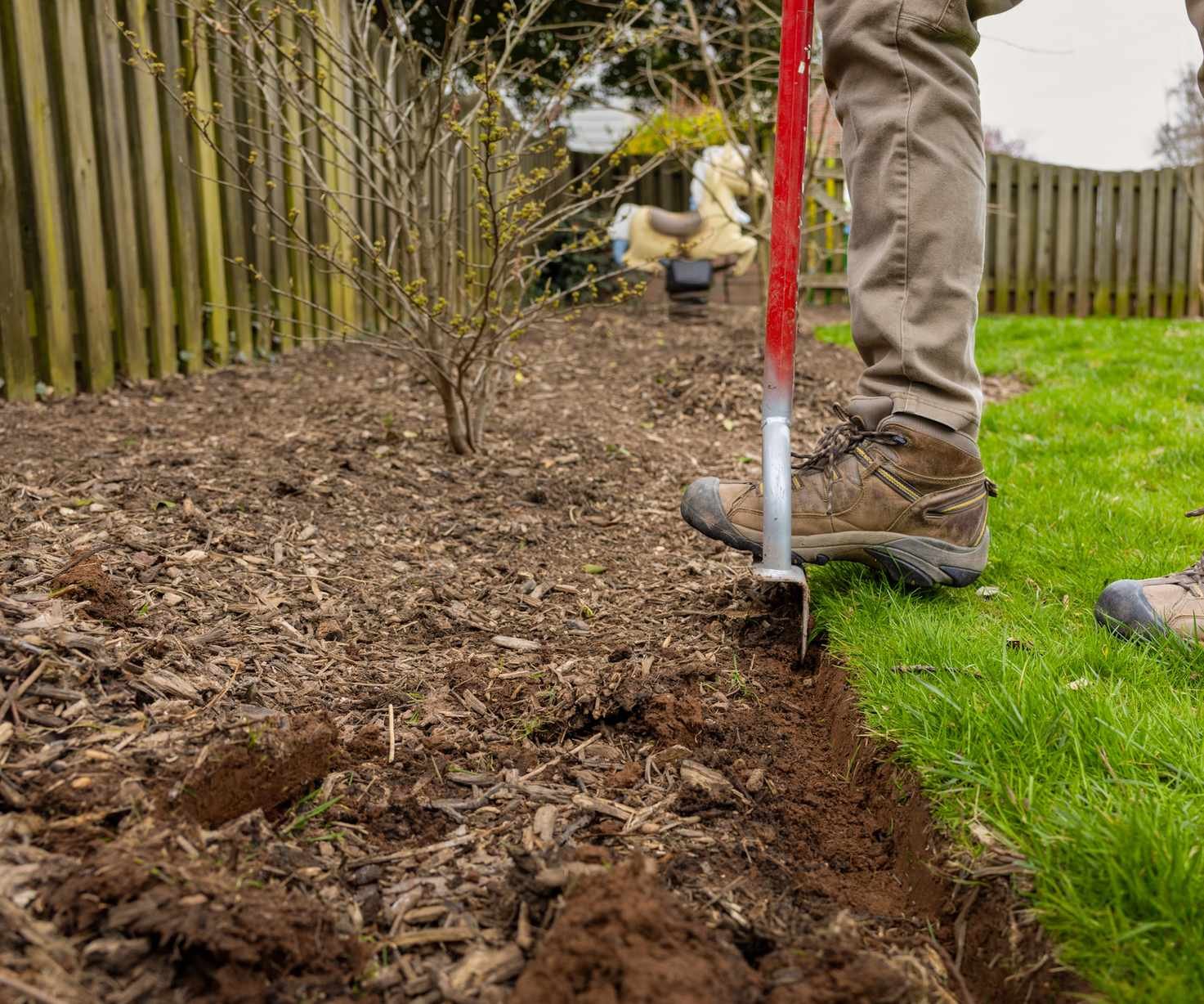 Man using an edging tool to edge mulch bed with witch hazel bush behind