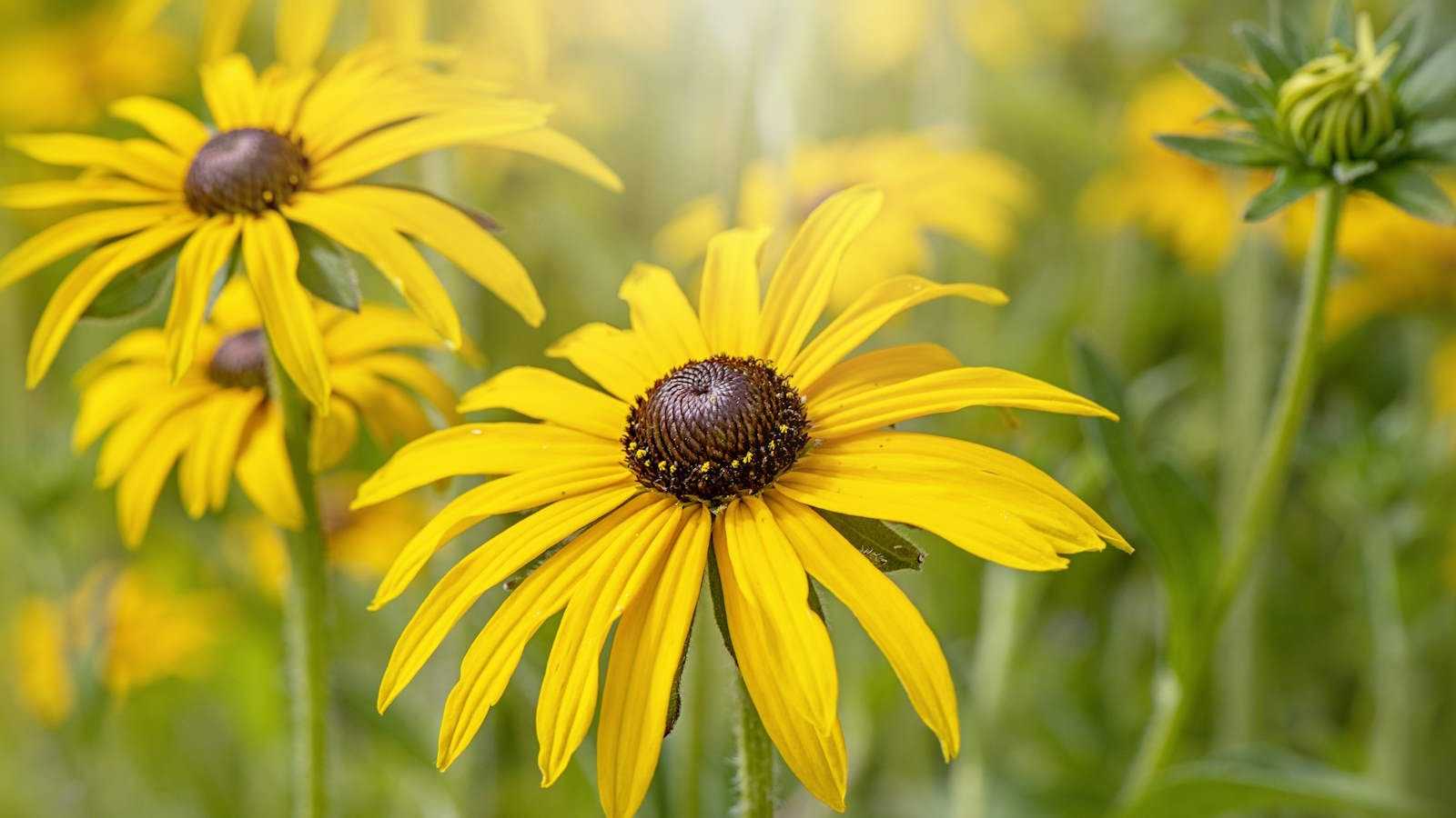 How to grow black-eyed Susan – for months of dazzling blooms to enjoy