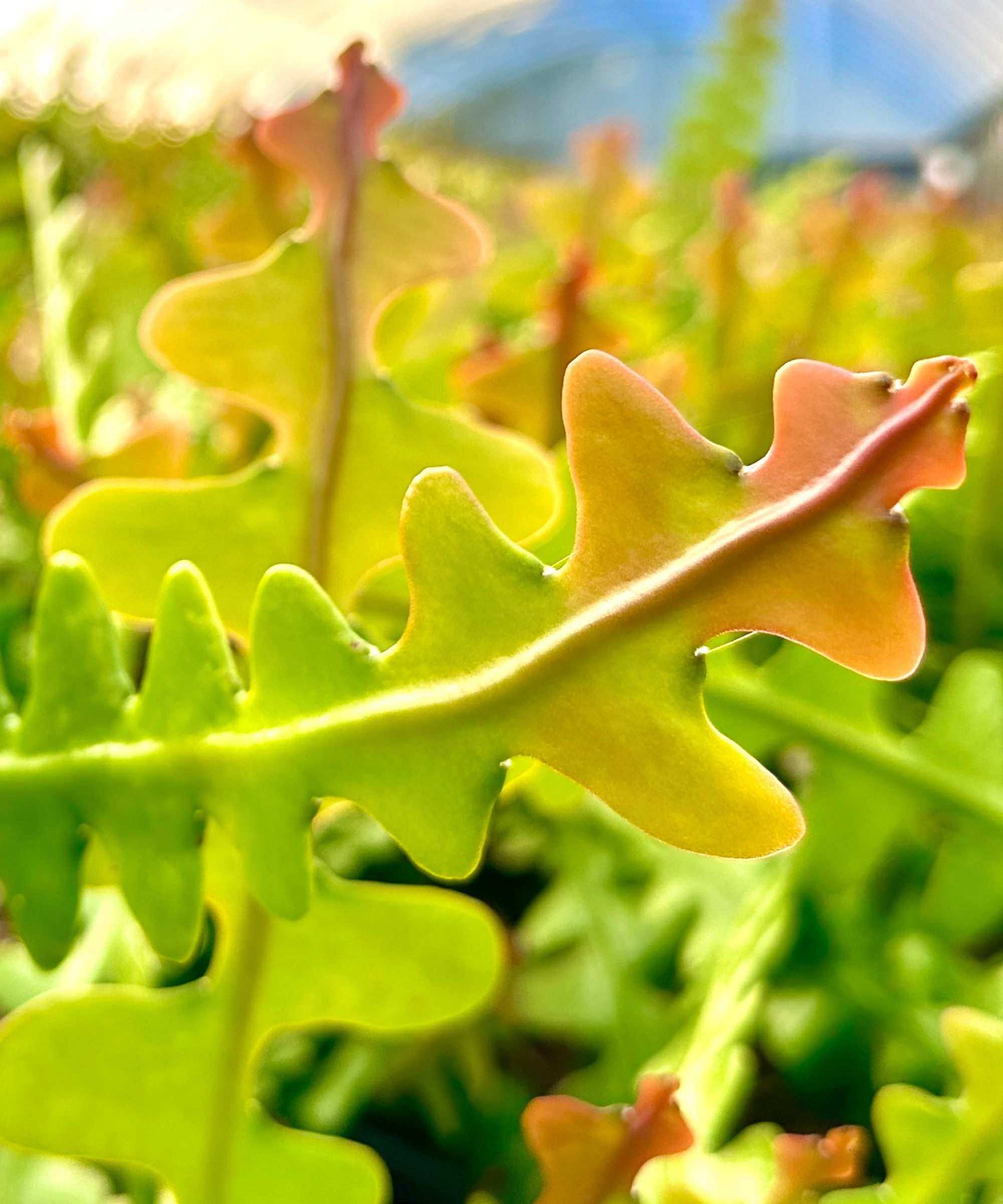 Closeup of fishbone cactus leaves