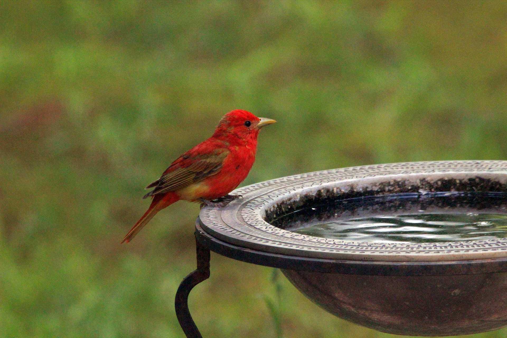 Summer Tanager Bird at Bird Bath