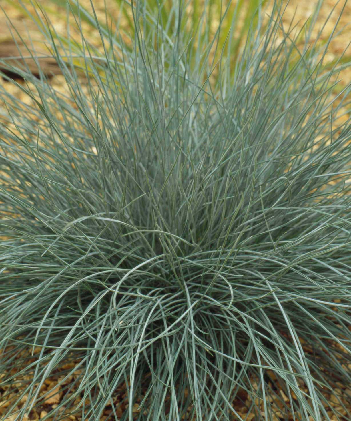 Festuca &lsquo;Elijah Blue&rsquo; ground cover plant