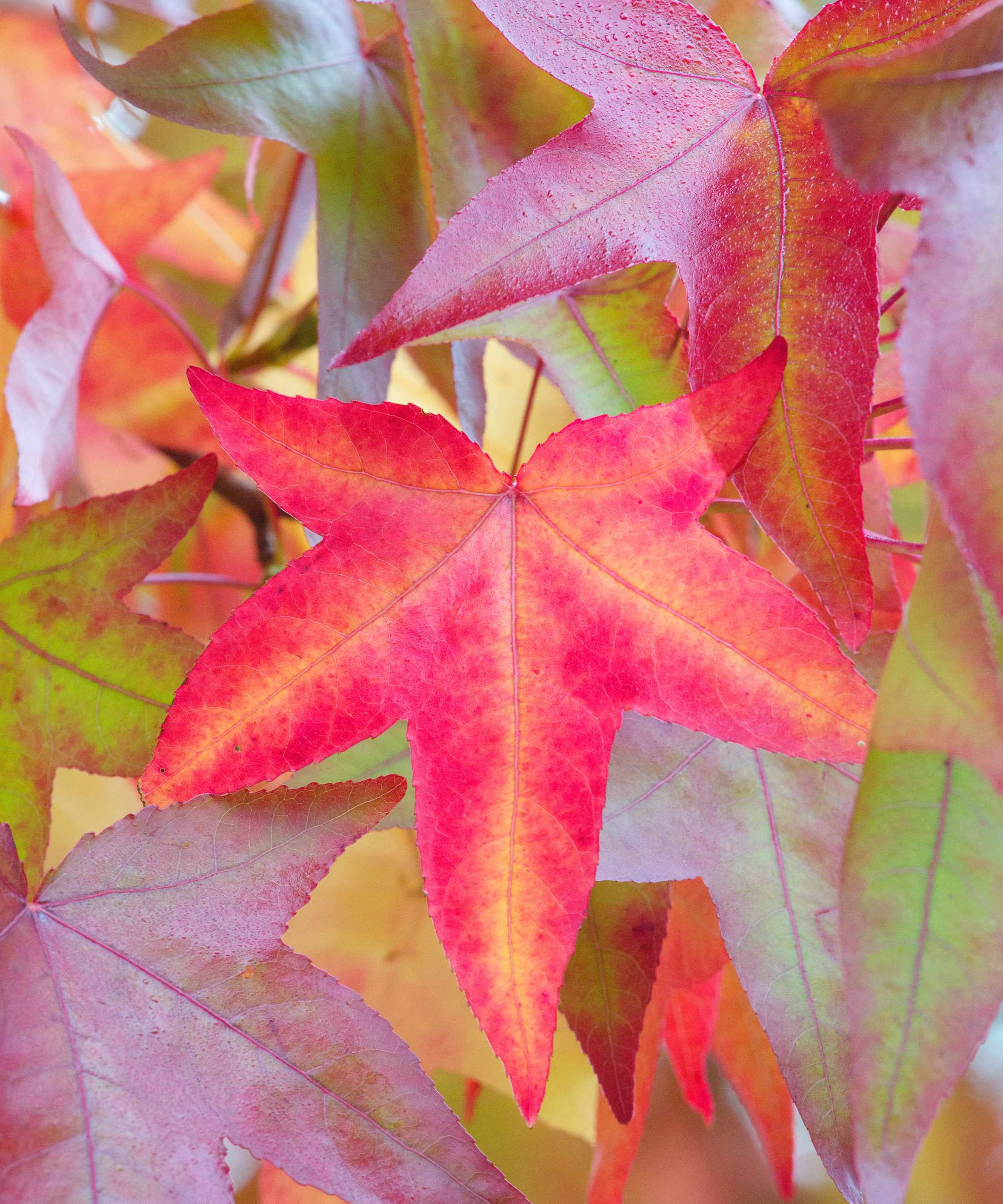 liquidambar tree with fall leaf color