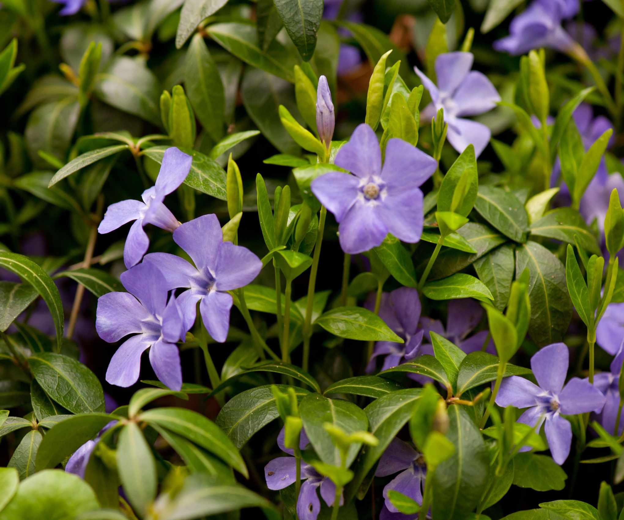 Periwinkle, Vinca