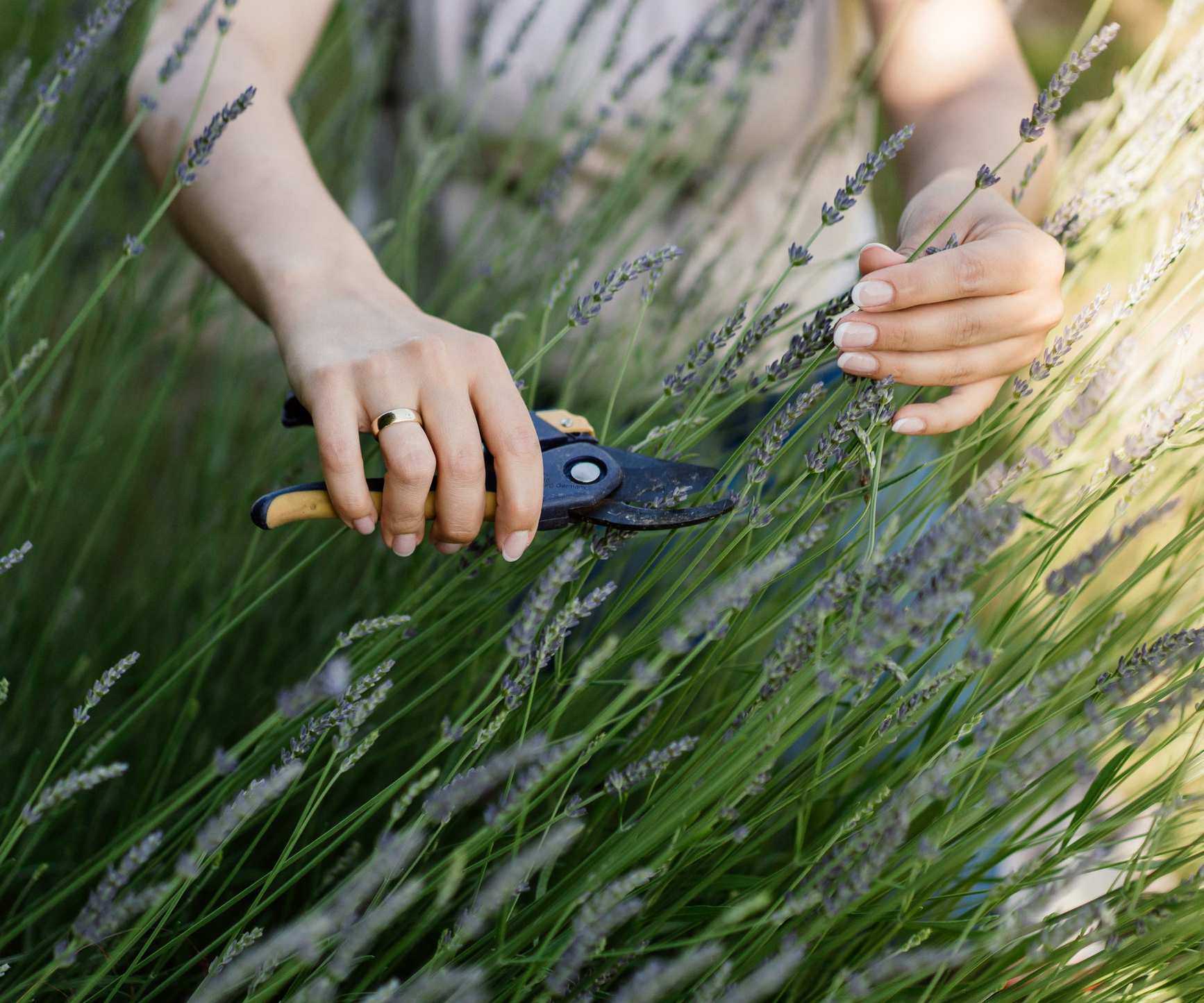 Deadheading lavender with pruning shears