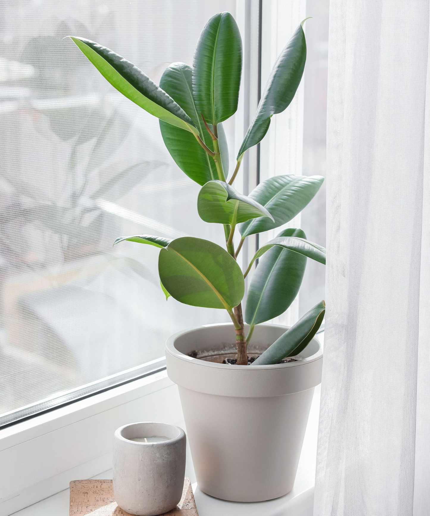 Fig tree