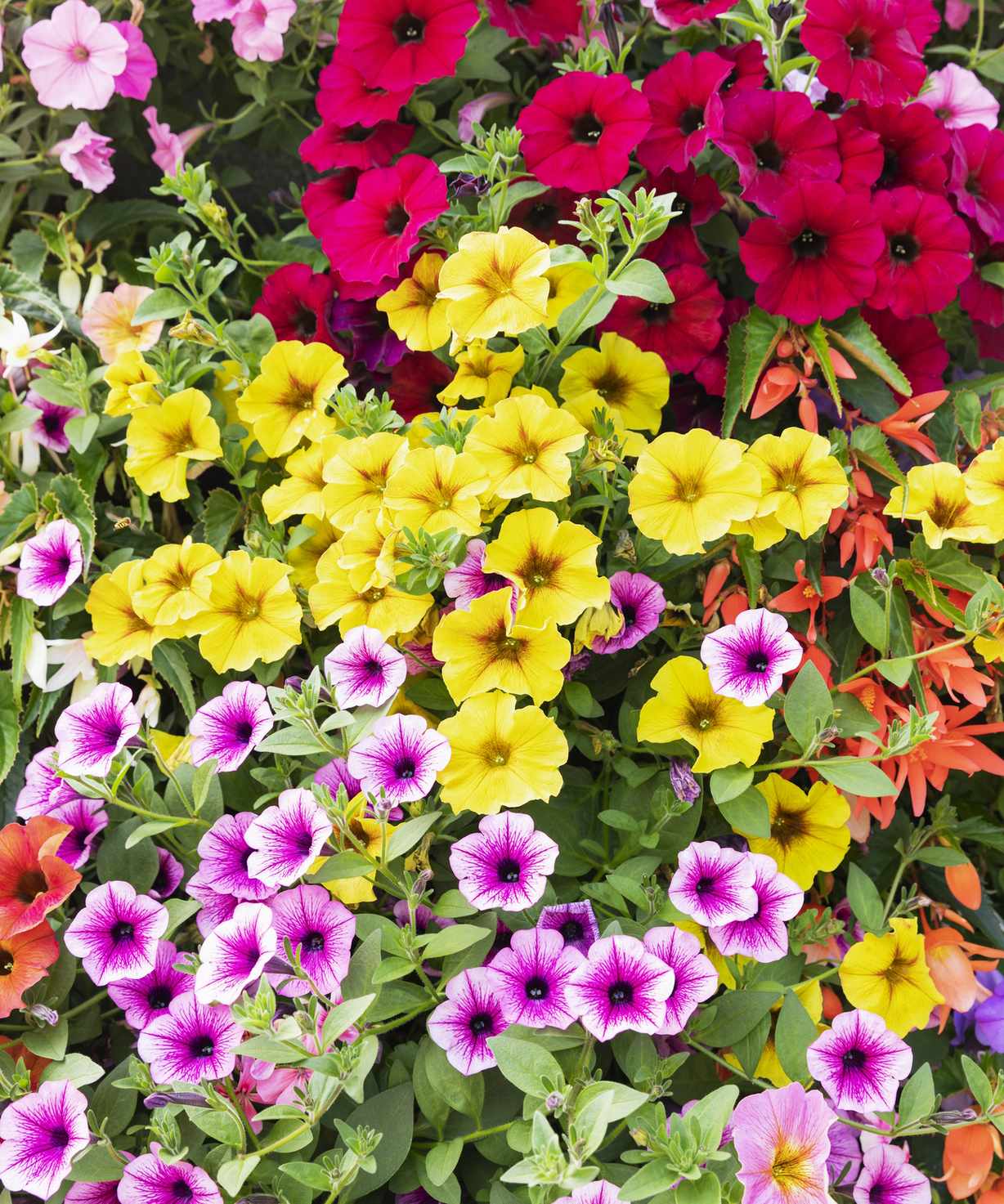 Petunia flowers