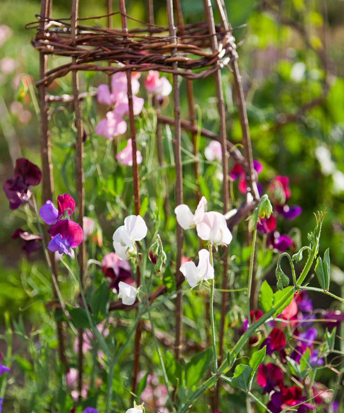 flowering sweet peas growing up structure