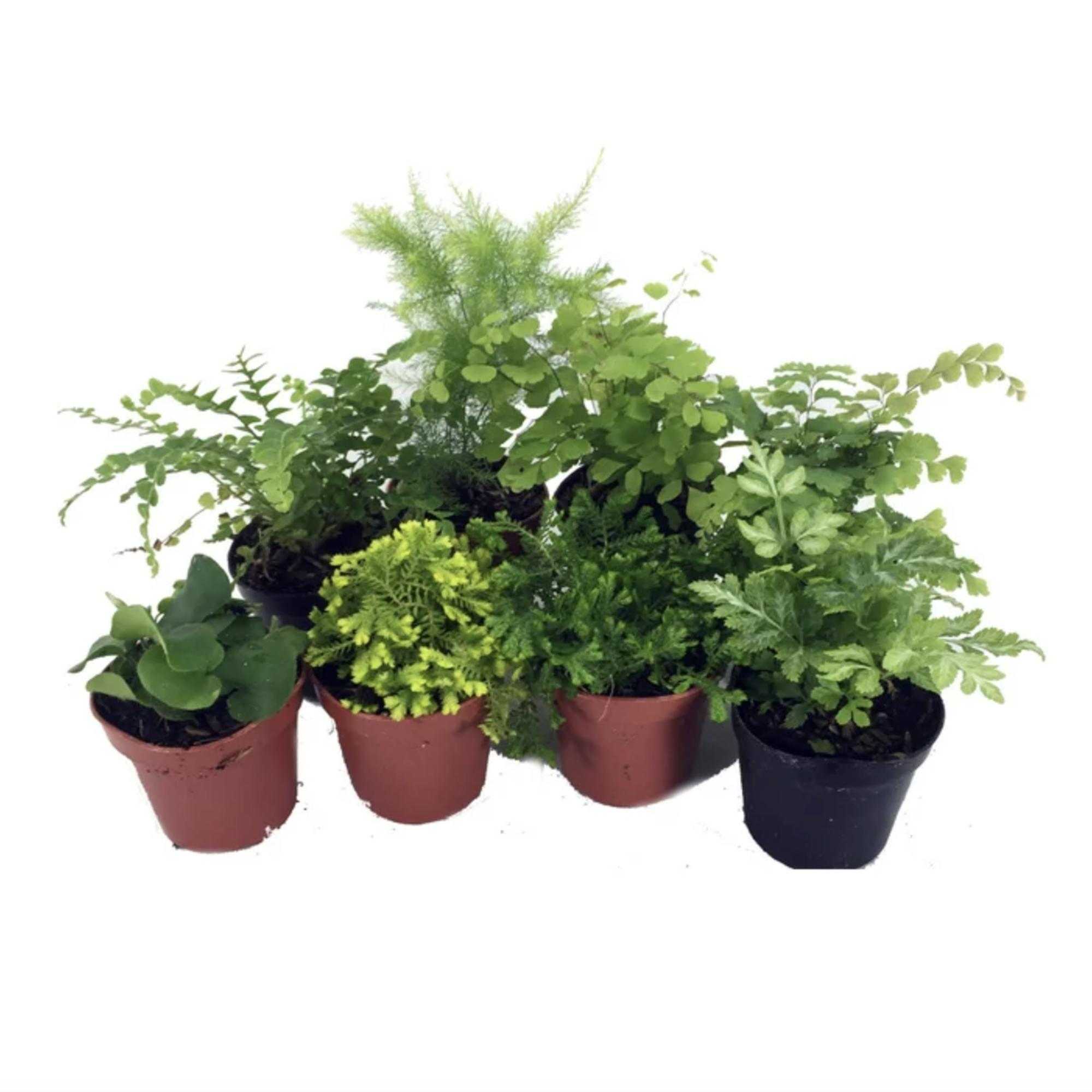 Mini Ferns for Terrariums/Fairy Garden - 8 Different Plants - 2" Pots