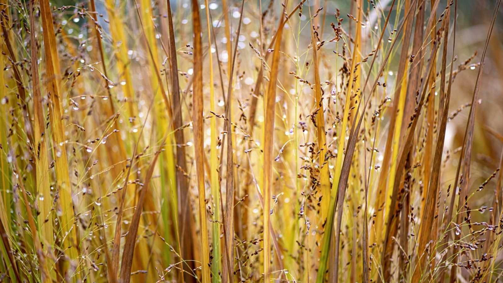 Best ornamental grasses for privacy – 5 top varieties for garden screening