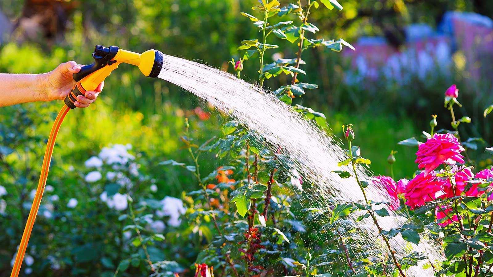 Tired of Tangled Hosepipes? This One Simple Buy Will Make Your Yard Instantly Tidier