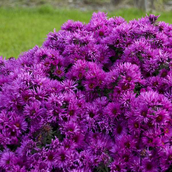 Pink Crush New England Aster