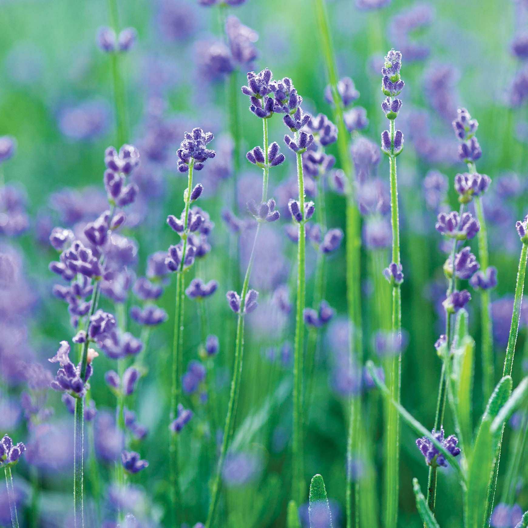 Munstead Lavender Plant