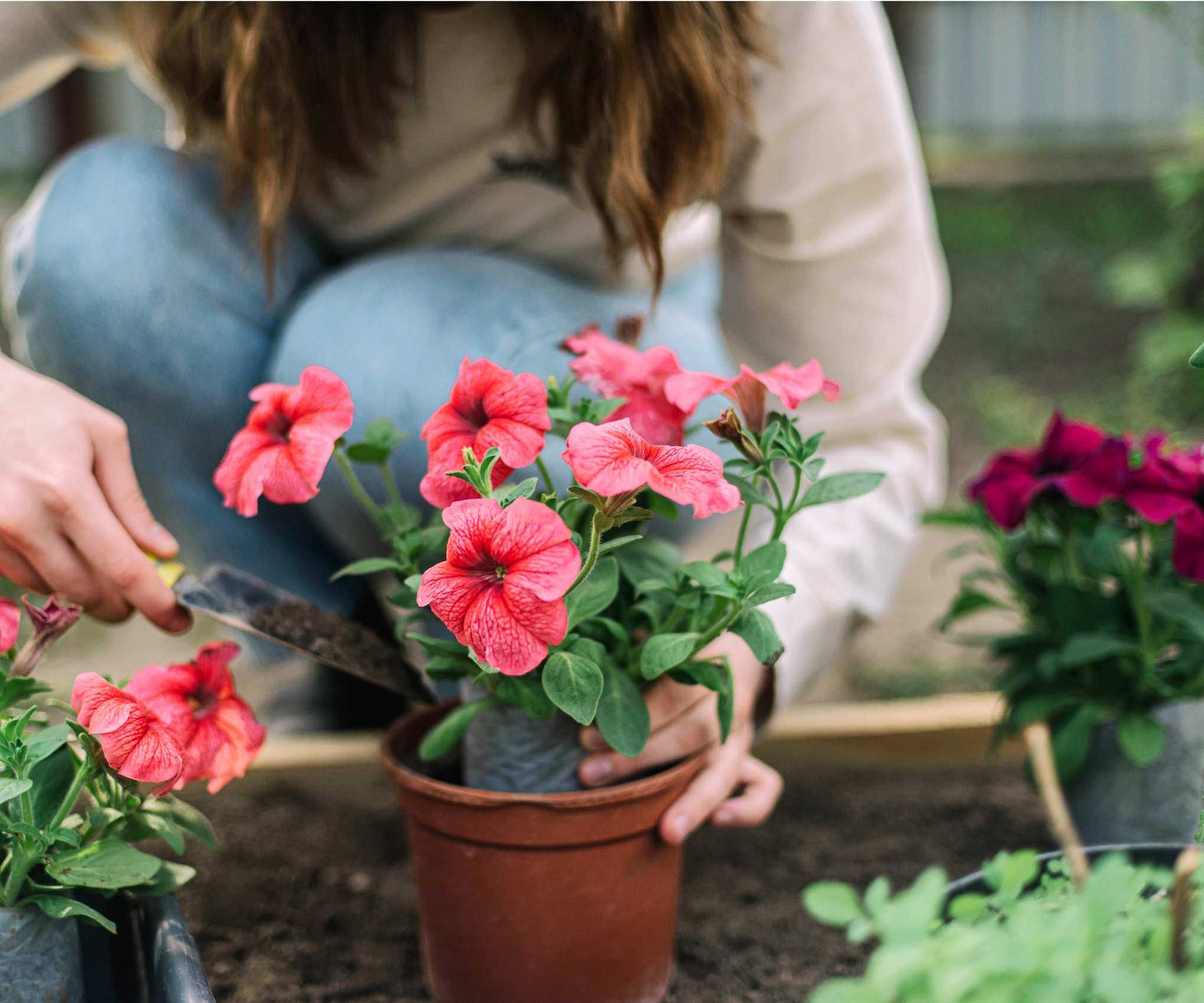 Petunias in pots