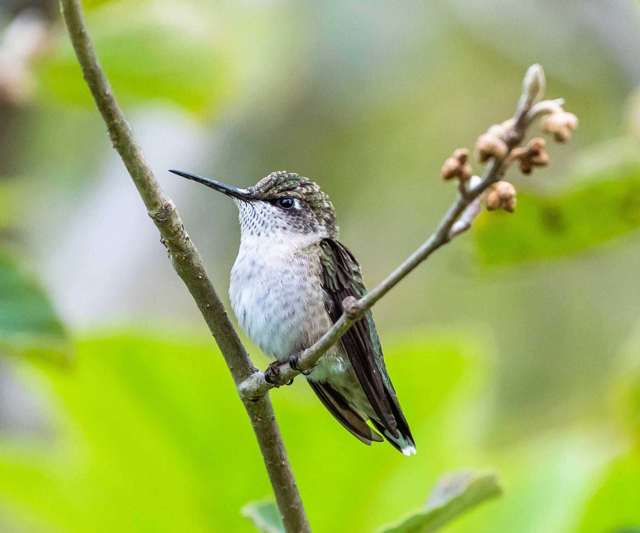 hummingbird perching on branch