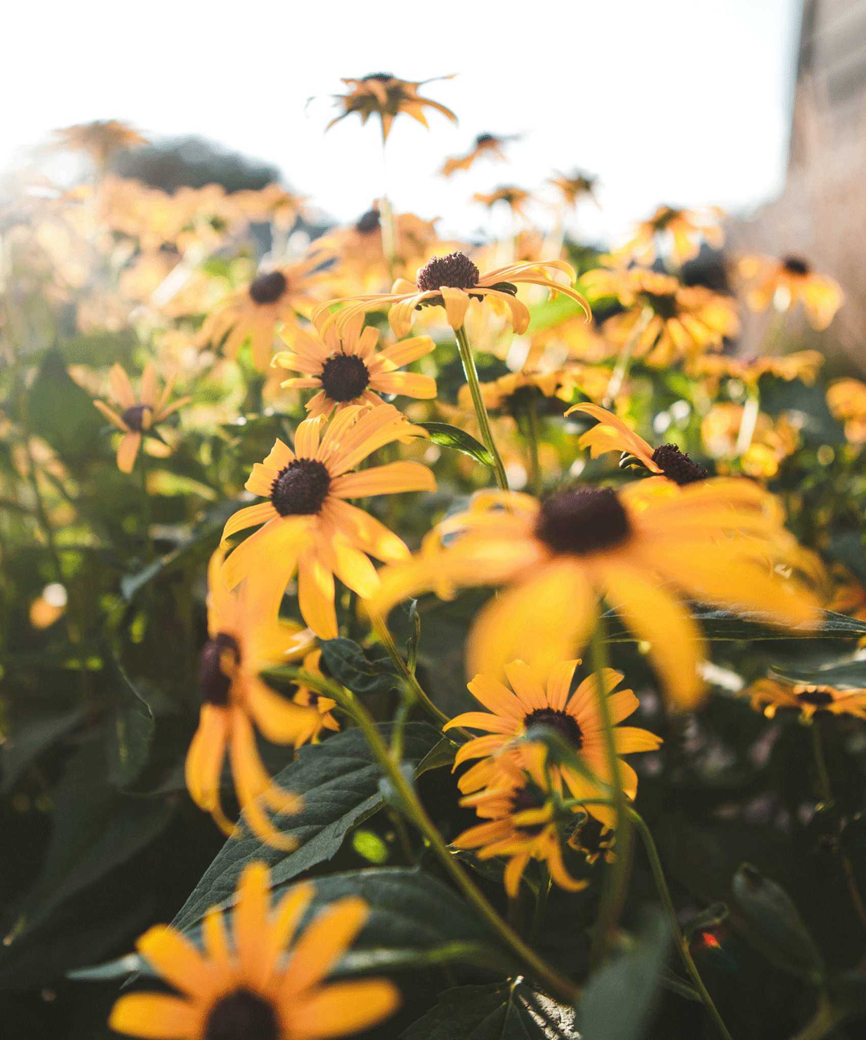 black eyed Susans