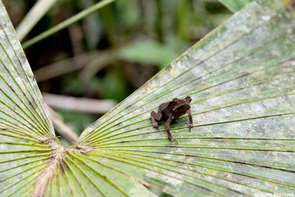 Amazon, Iquitos, Peru
