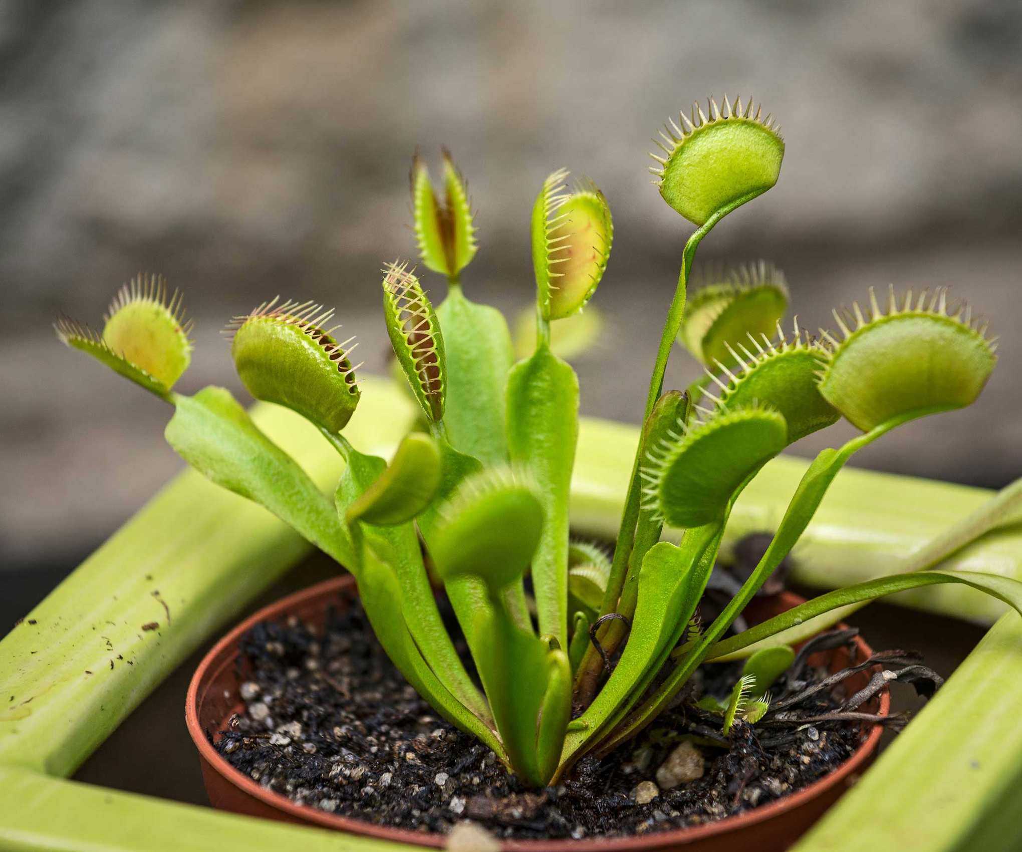 Venus flytraps