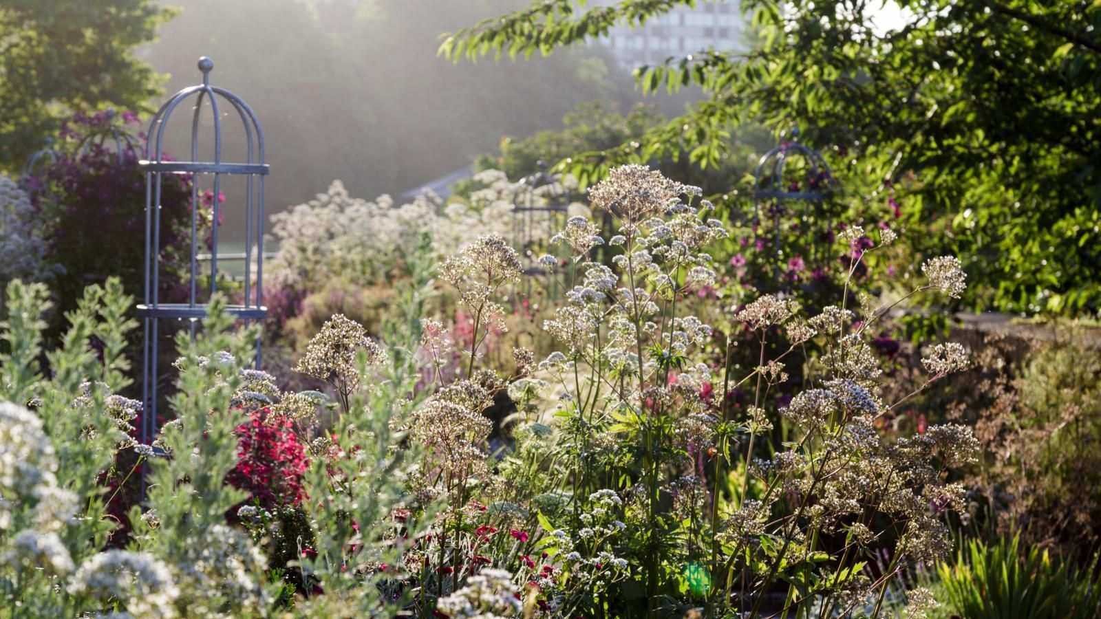 5 Plants That Will Totally Transform Your Rental Garden – They’re Easy to Grow and Offer Quick Rewards