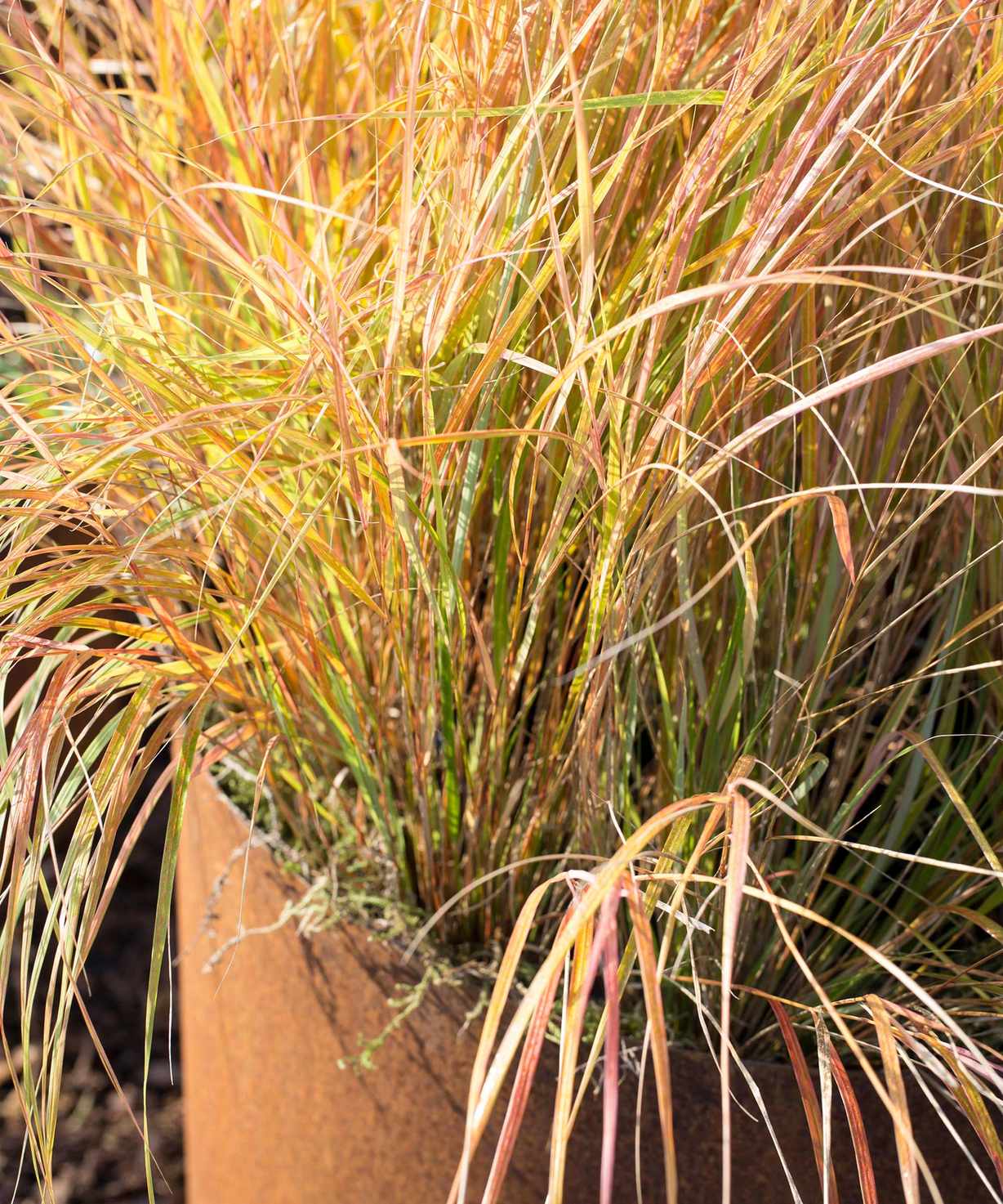 New Zealand Wind Grass in pot