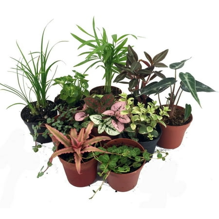 Terrarium &amp; Fairy Garden Plants - 10 Plants in 2" Pots
