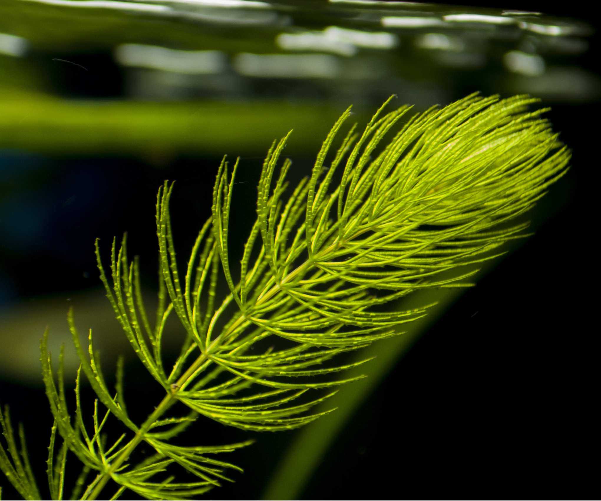 Oxygenating pond plants
