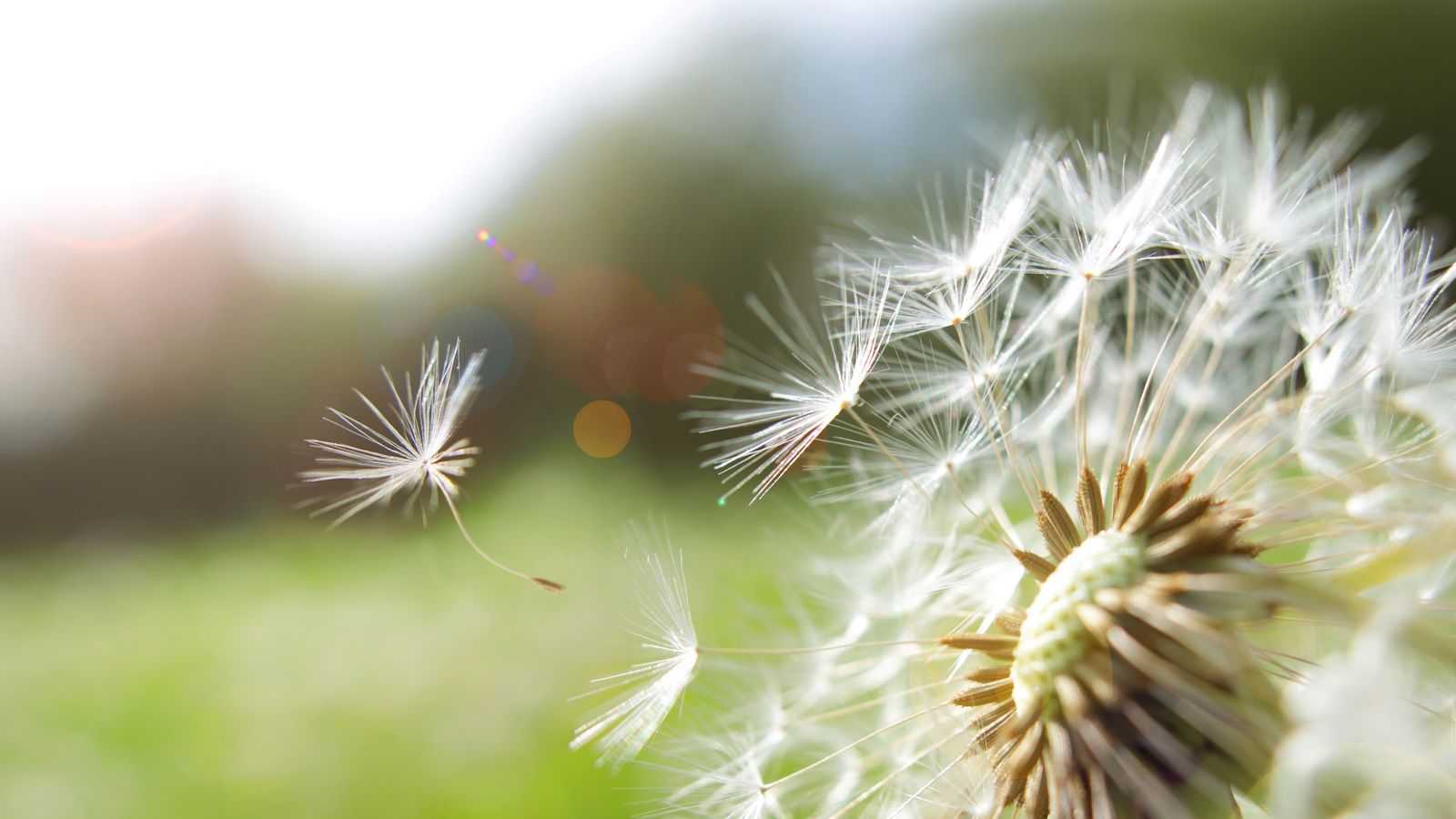Can boiling water kill weeds? Horticultural experts reveal all