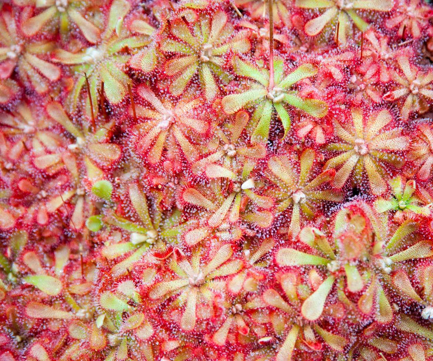sundew plants