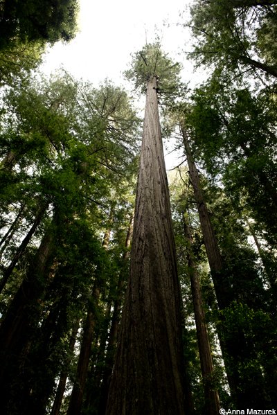 Humboldt Redwoods State Park, California