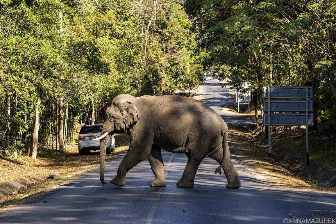 A Guide to Visiting Khao Yai National Park in Thailand - Travel Like Anna