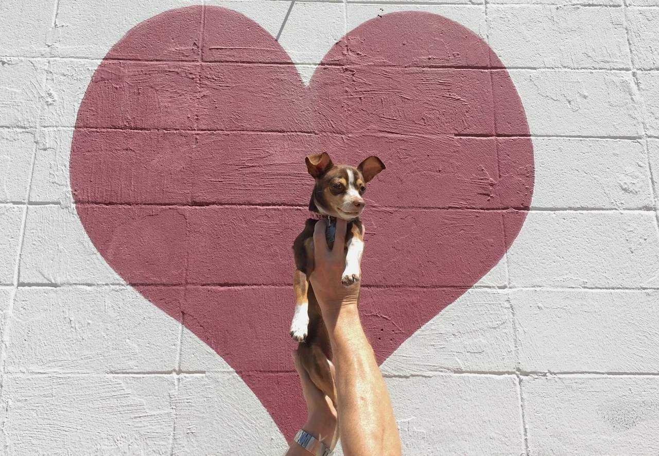 The Unexpected Costs Of A Pet Brought Home During The Pandemic