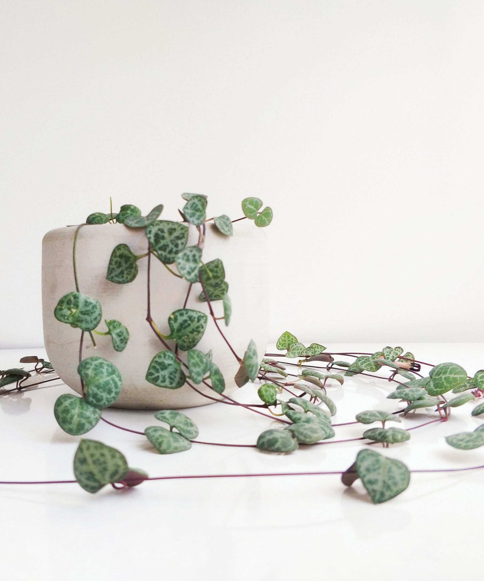 String of hearts plant in a white pot
