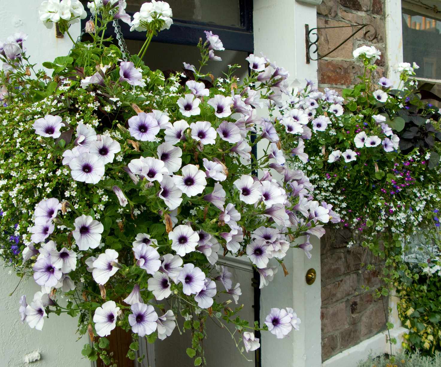 hanging basket with petunias by front door