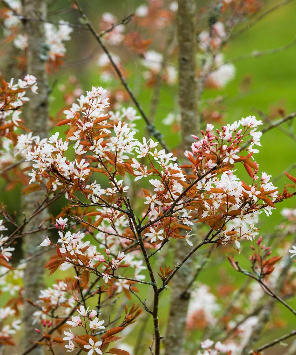 Hardy Serviceberry tree