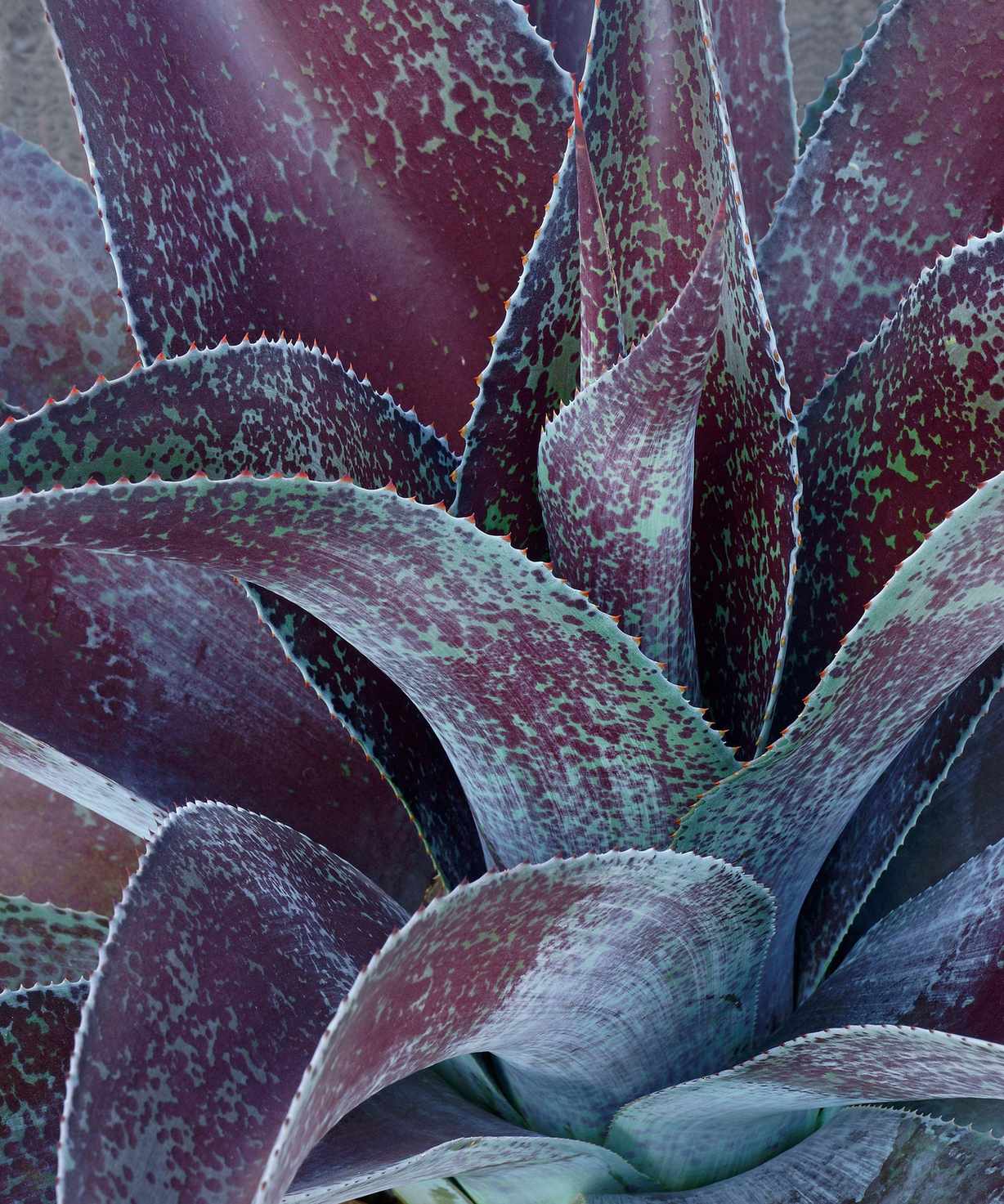 purple and green leaves of mangave plant