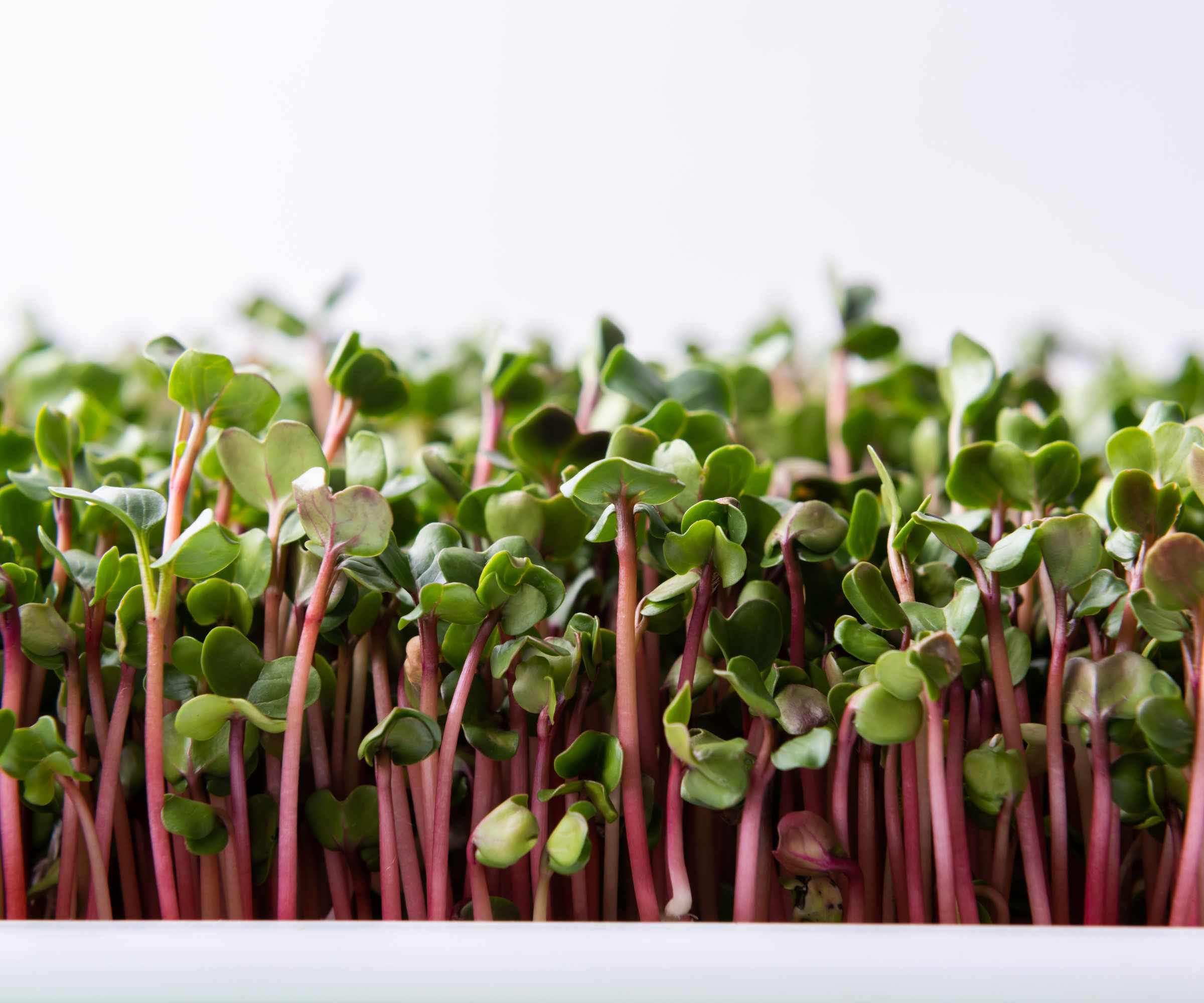 A tray of radish microgreens growing