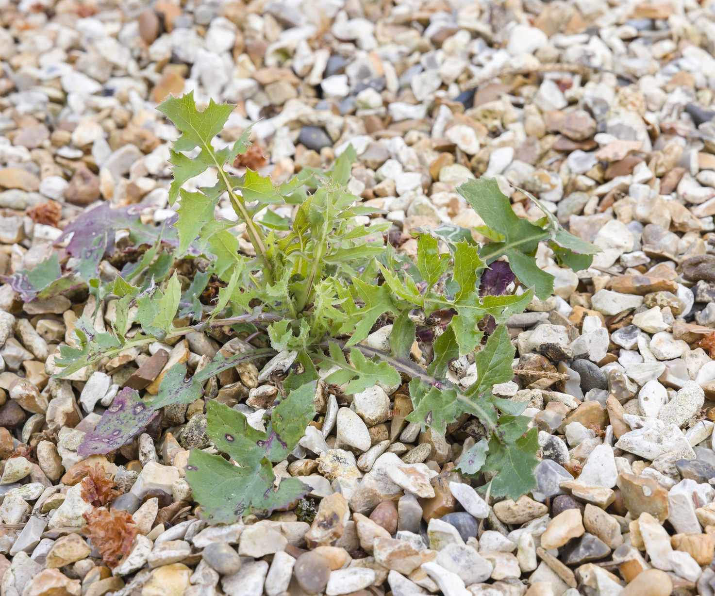 Weeds growing in gravel