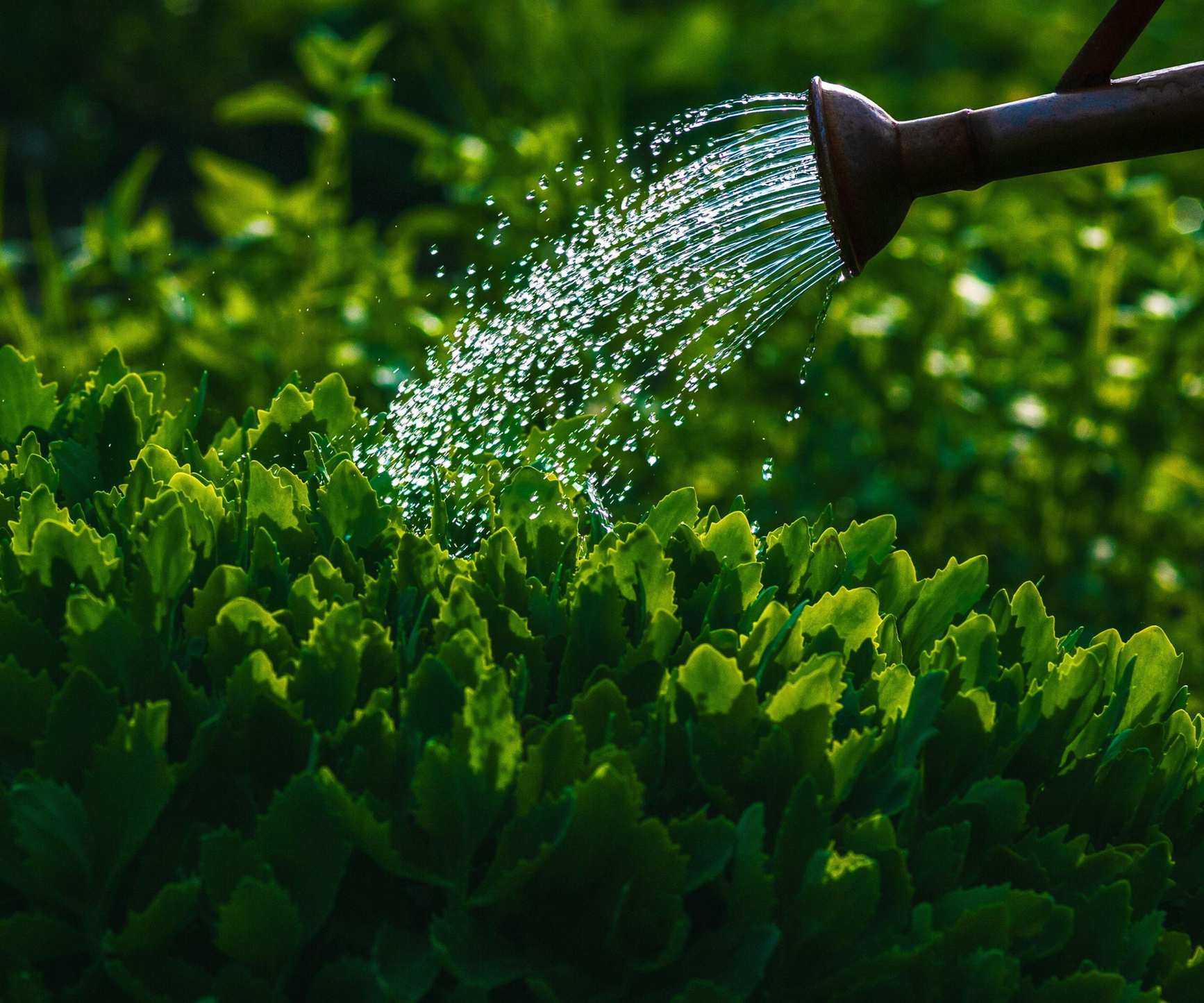 Watering plants with a watering can and a rose