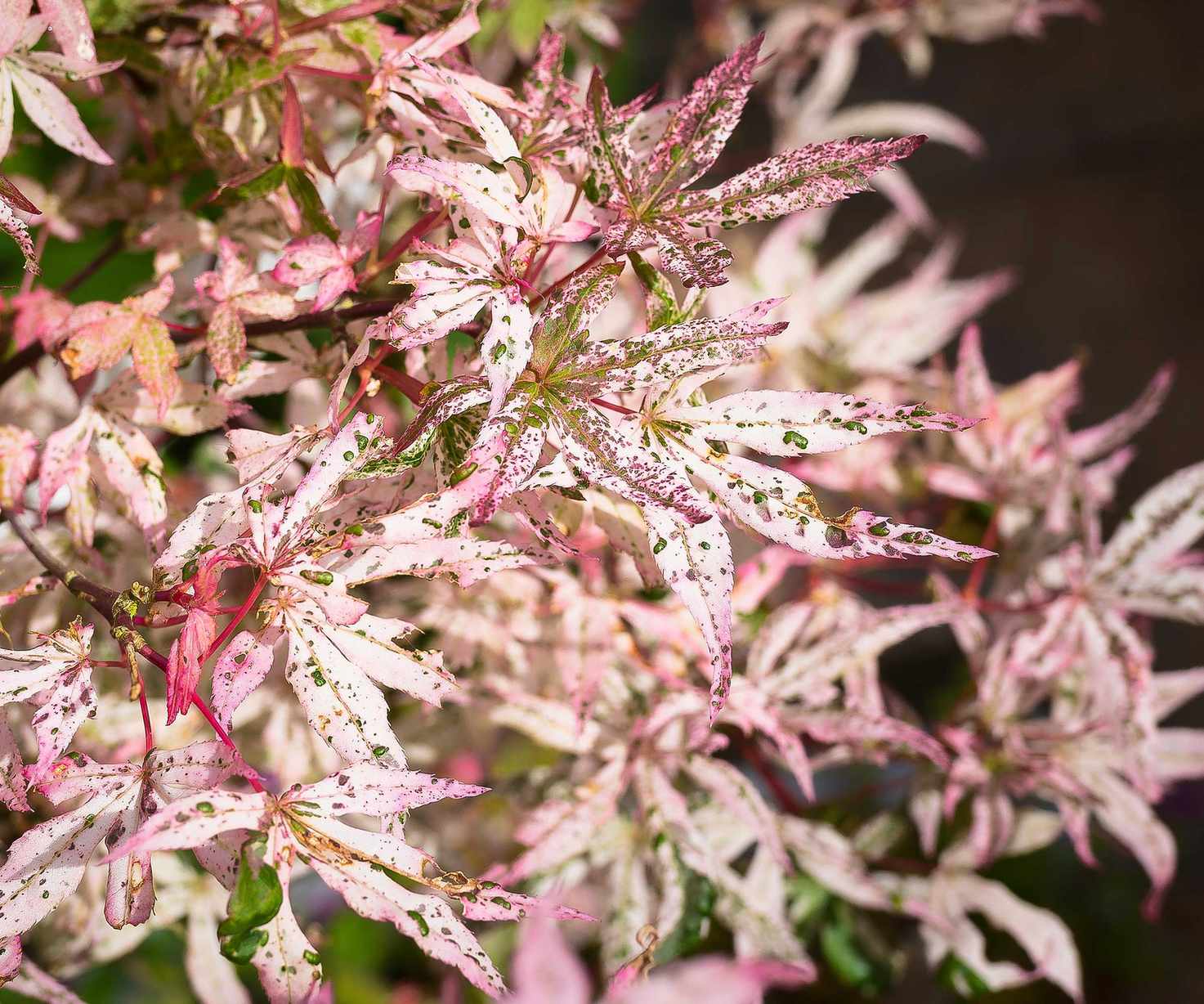 Acer palmatum Ukigumo