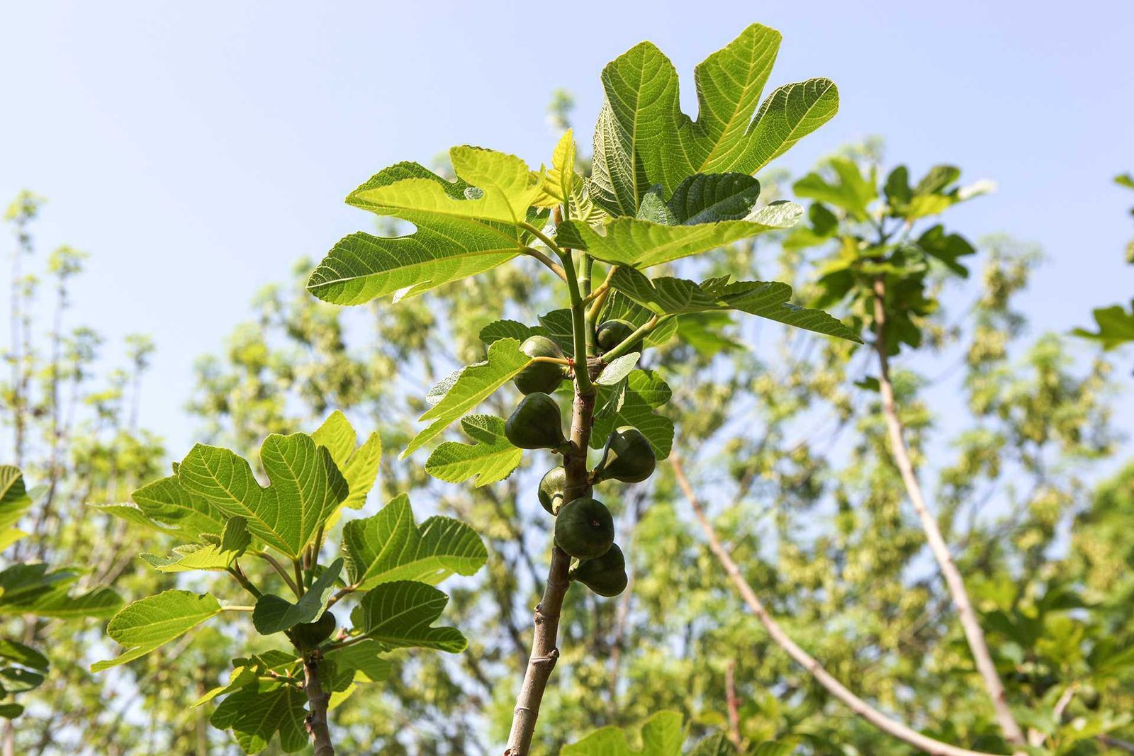 Fig trees with Leaves And Immature Fruit