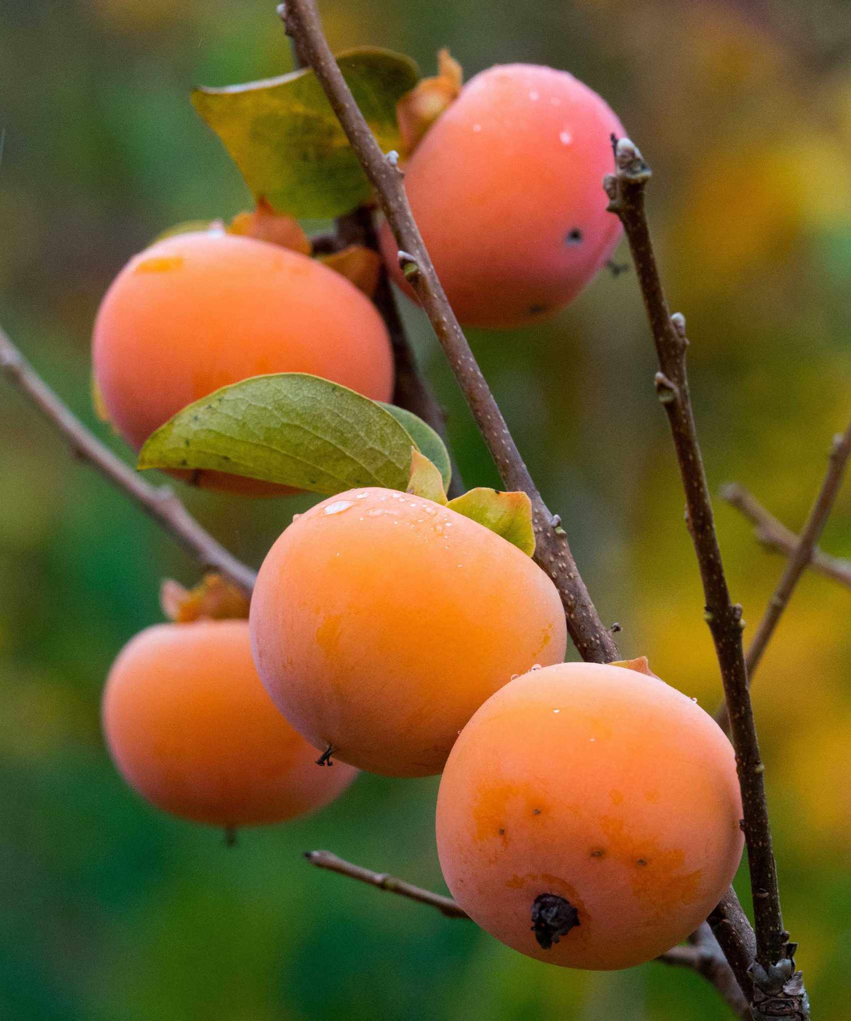 American persimmons growing