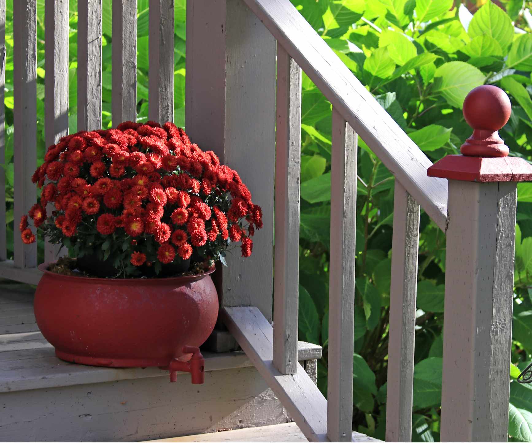 Chrysanthemums in container