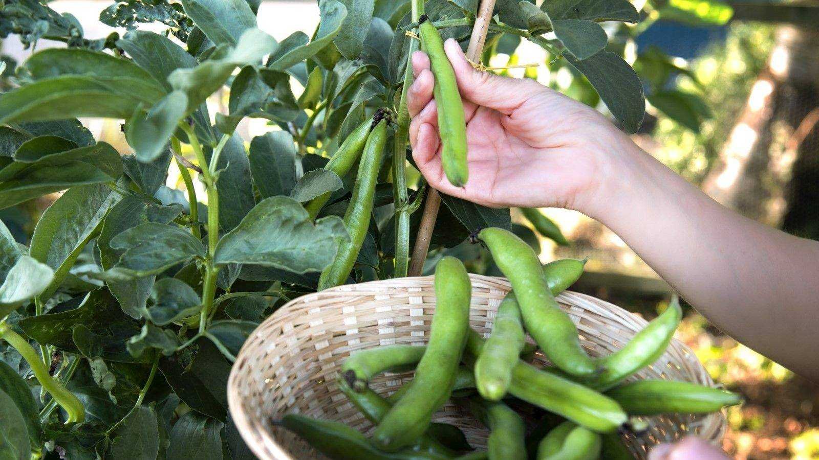 Harvesting fava beans is all about timing and technique – this is what I've learned from my years of picking them