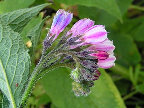 Bocking 14 Comfrey - 12 Live Root Cuttings | by Marsh Creek Farmstead