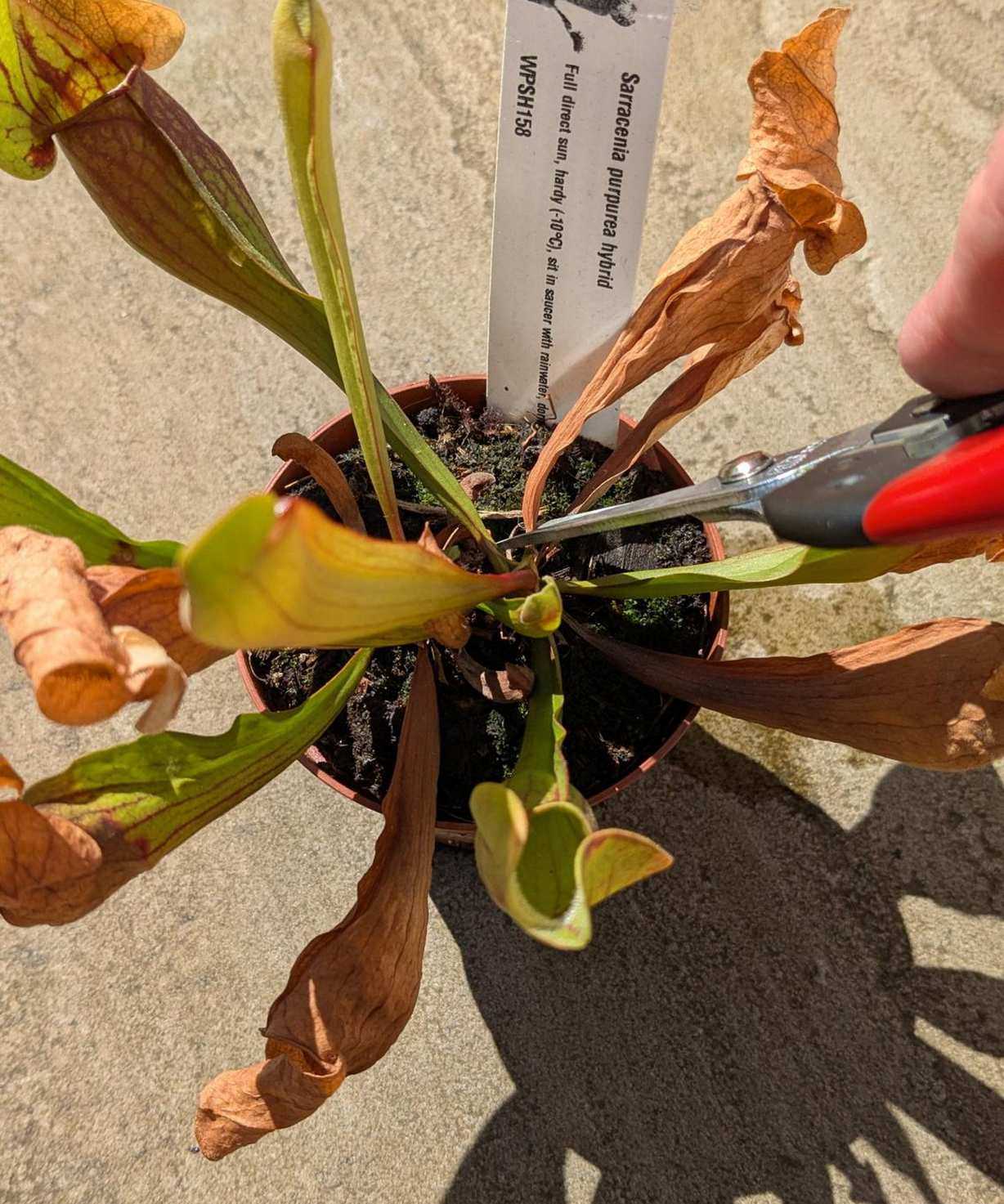 Using Felco 322 pruning snips to remove old growth on a pitcher plant
