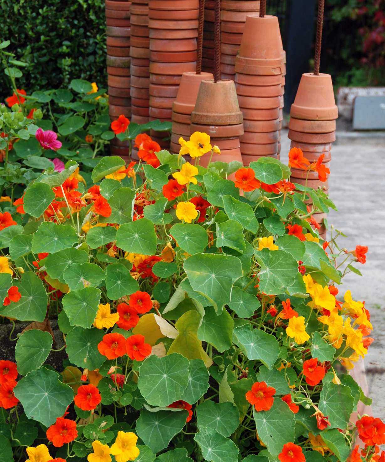 nasturtiums