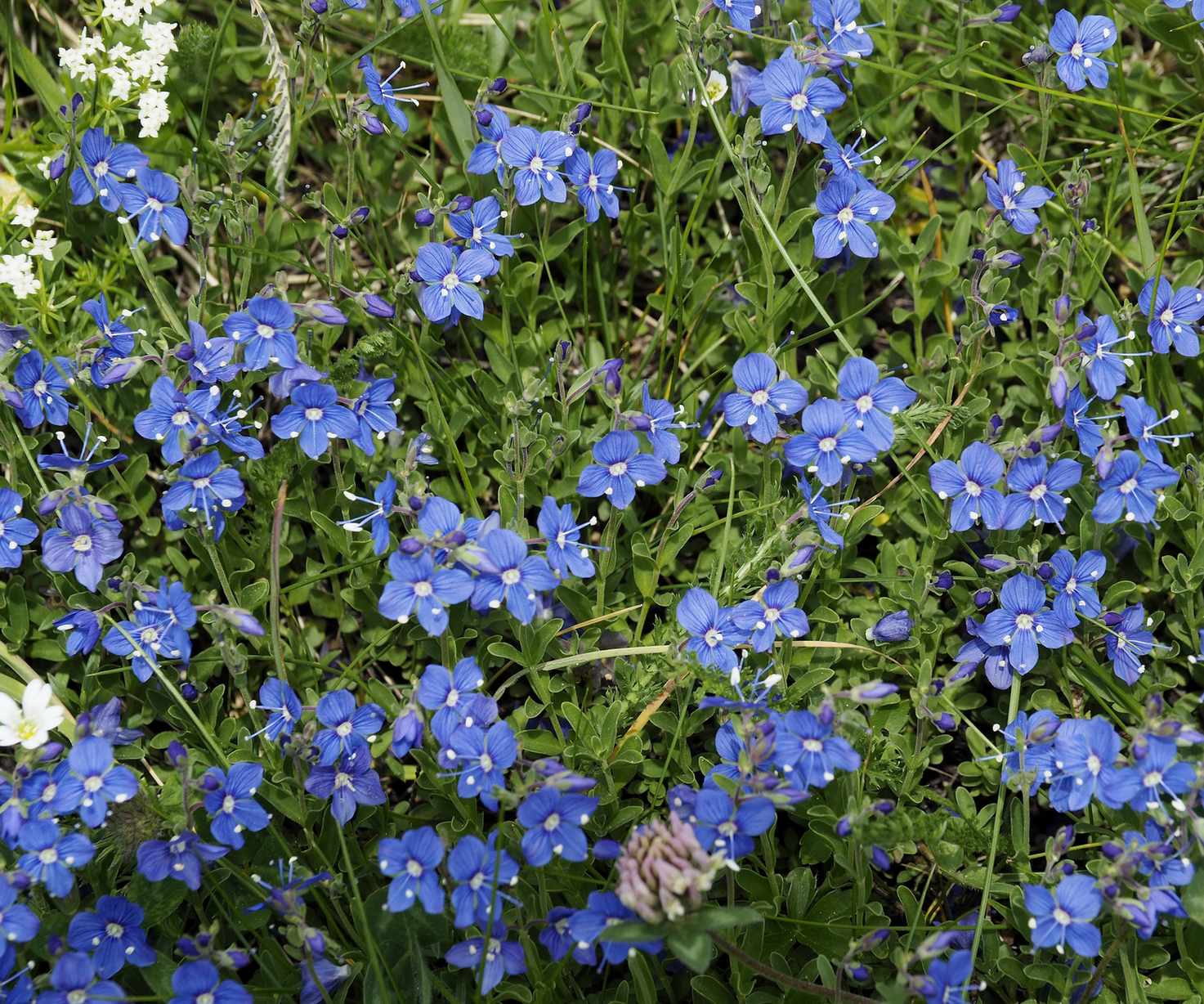 Speedwell