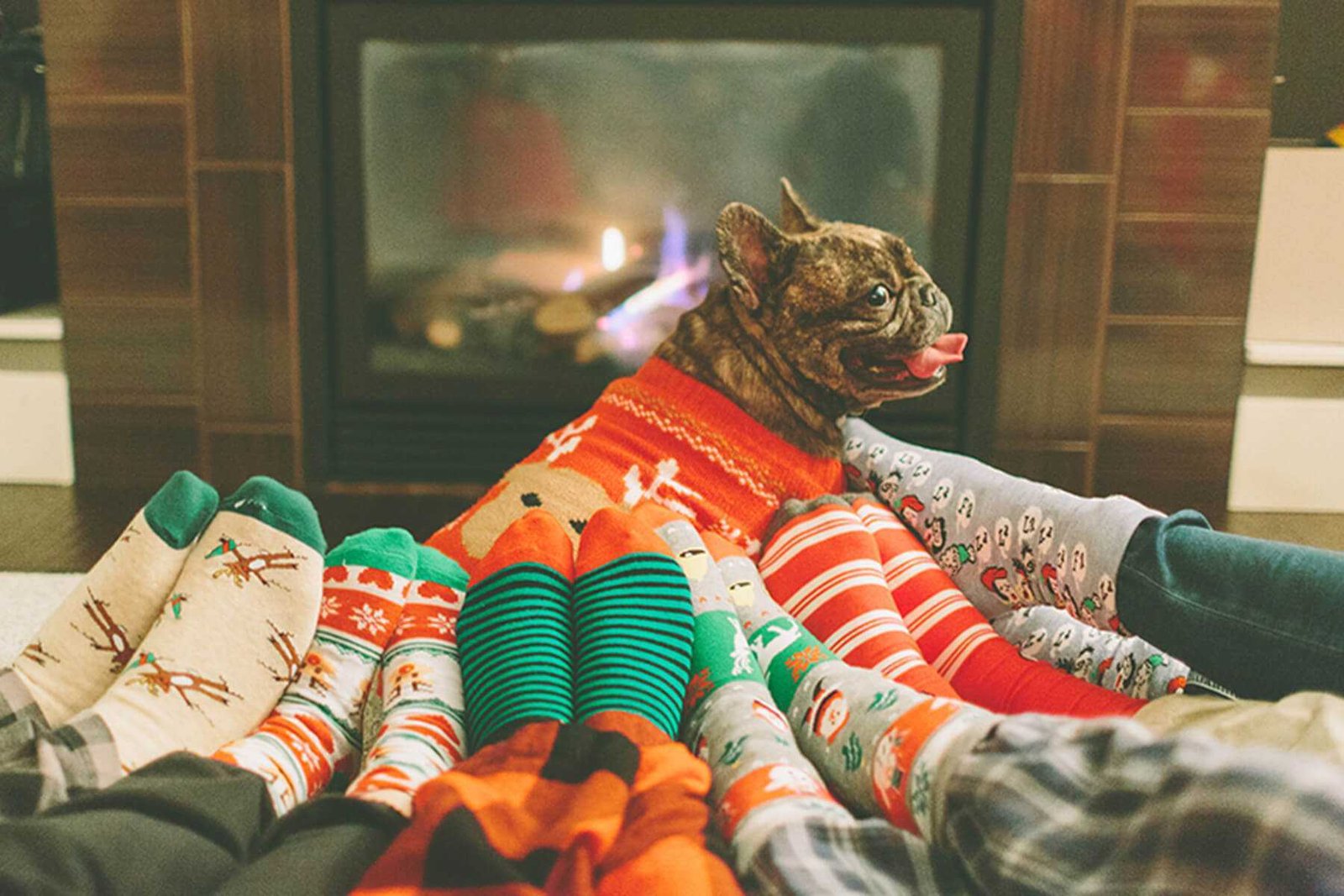 3 Holiday Shopping Deals on Gifts for Your Pets