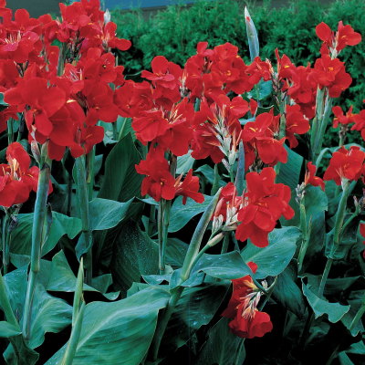 The President Canna
