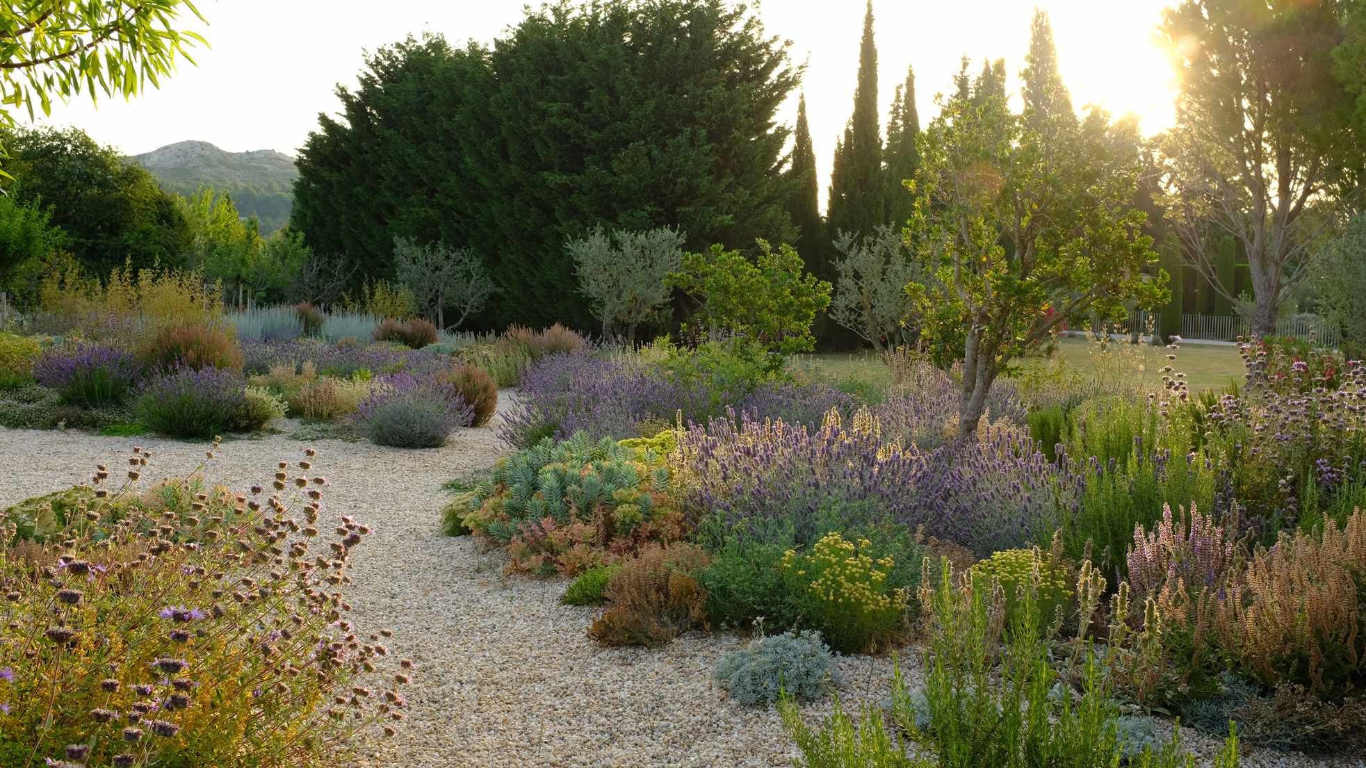 Gravel path with Mediterranen planting
